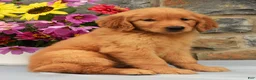 Golden Retriever dogs for sale: Shelly - Ad 3