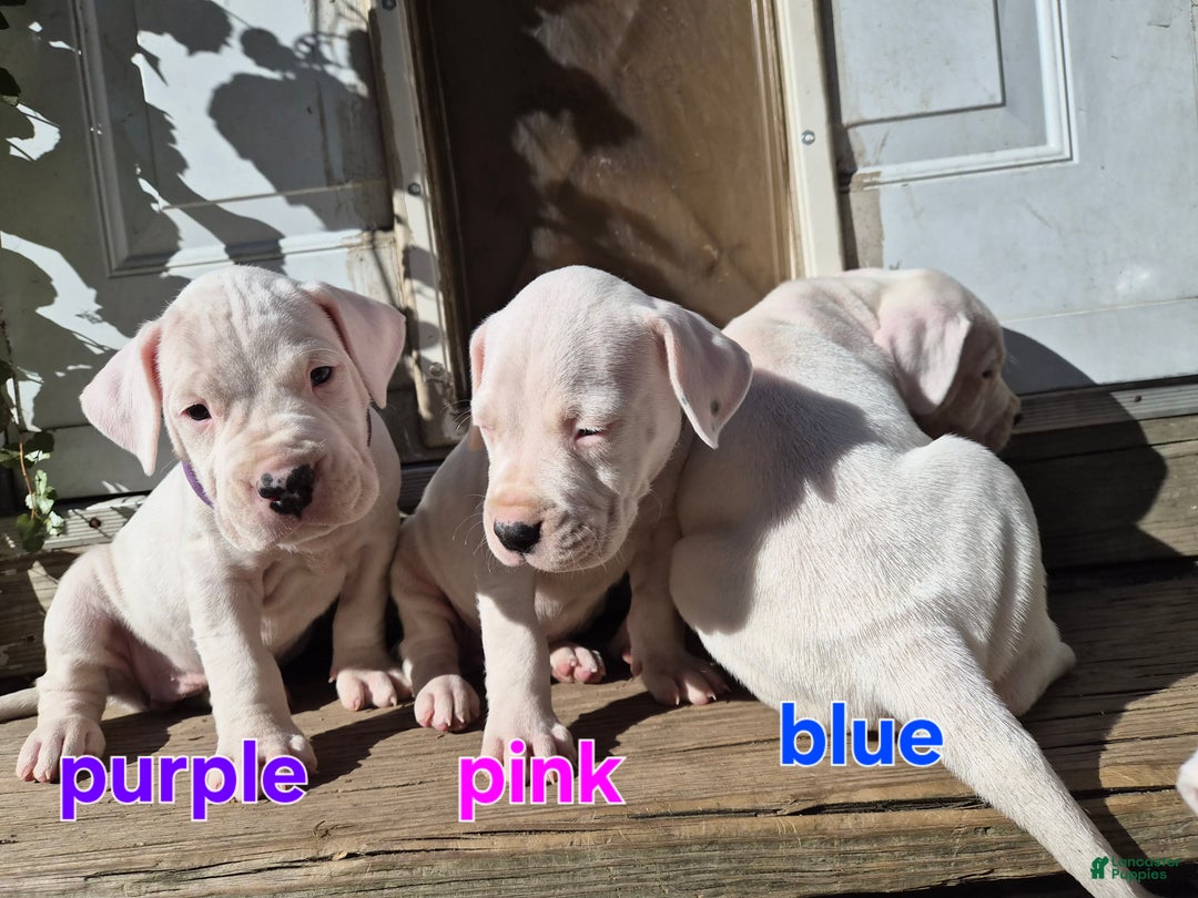 Dogo Argentino dogs for sale: Dogo Argentino Puppy 7 - Ad 4