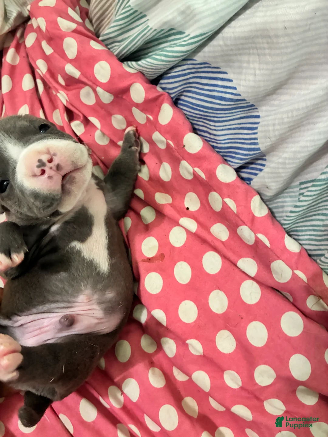 American Bully dogs for sale: American Bully Puppy 4 - Ad 2