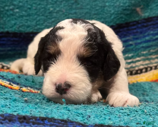 Mini Bernedoodle dogs Tater - Ad 28