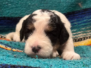 Mini Bernedoodle dogs Tater - Ad 8
