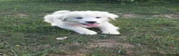 Great Pyrenees dogs for sale: Rosalee - Ad 9