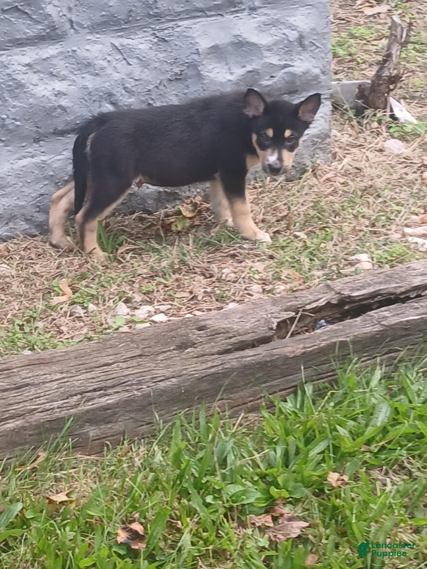 Gerberian Shepsky dogs Gerberian Shepsky 2 - Ad 6