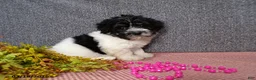 Havanese dogs for sale: Molly - Ad 6