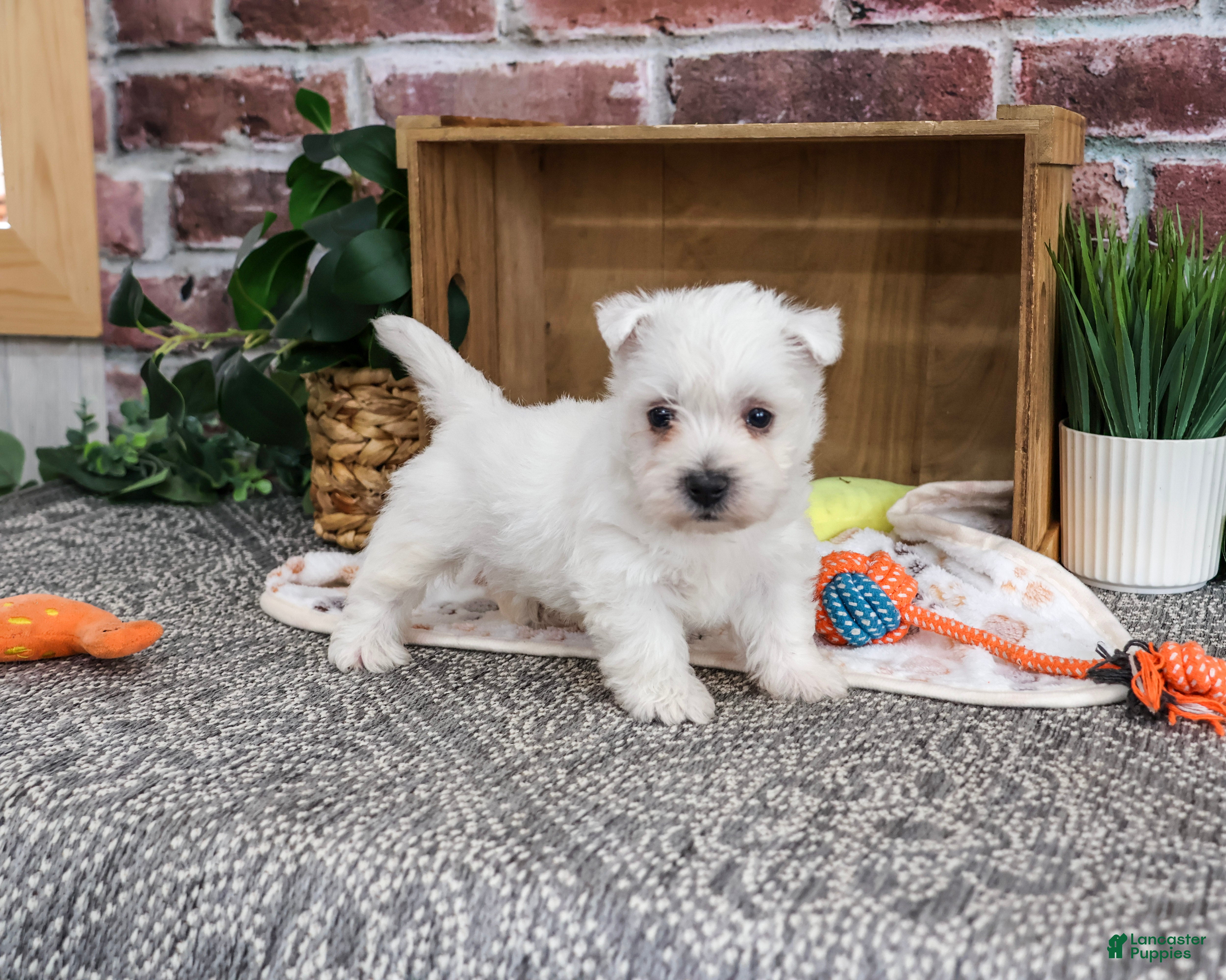 West Highland Terrier dogs Eric - Ad 23
