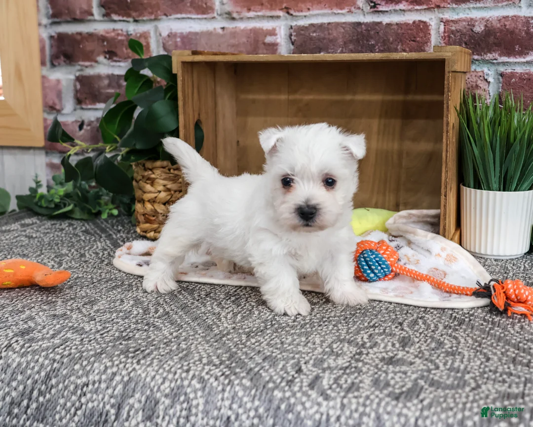West Highland Terrier dogs for sale: Eric - Ad 1