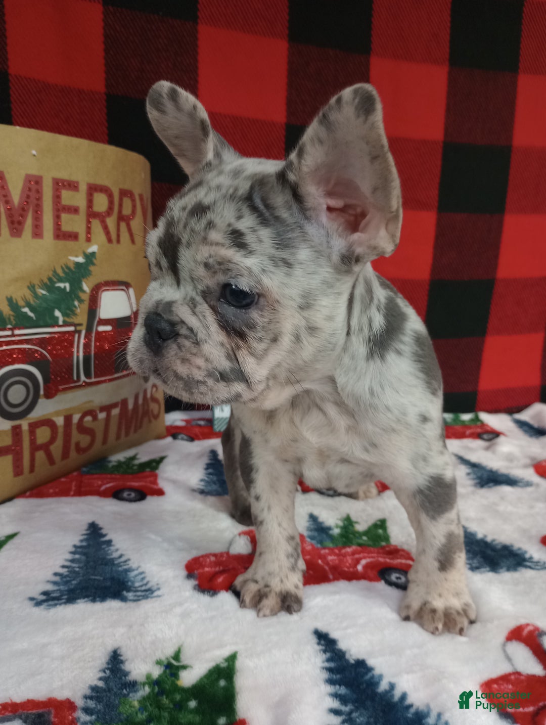 French Bulldog dogs for sale: Iyla  - Ad 3