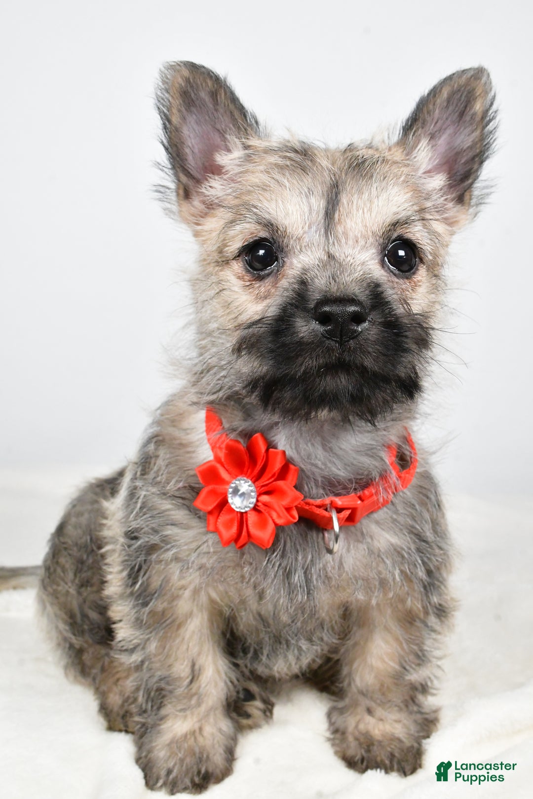 Cairn Terrier dogs for sale: Tammy - Ad 8
