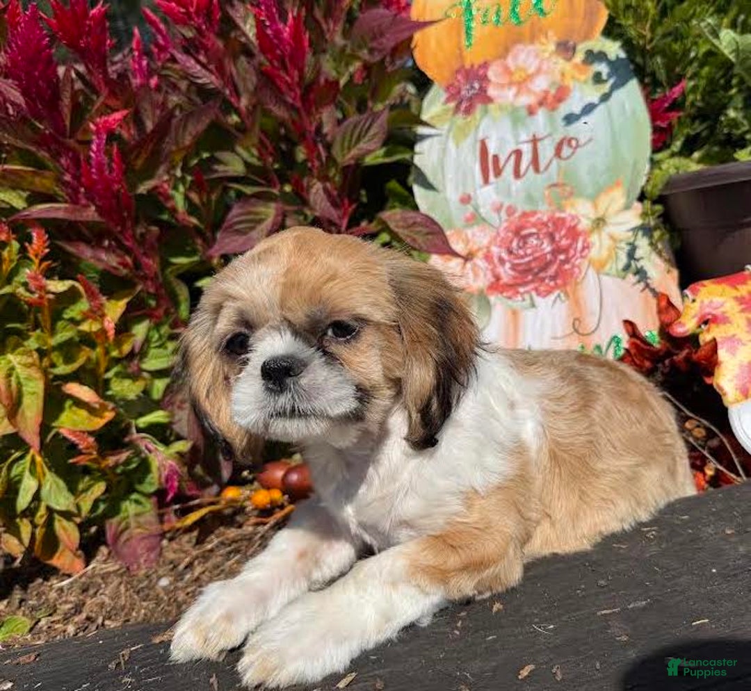 Shih Tzu dogs for sale: Rosie - Ad 2