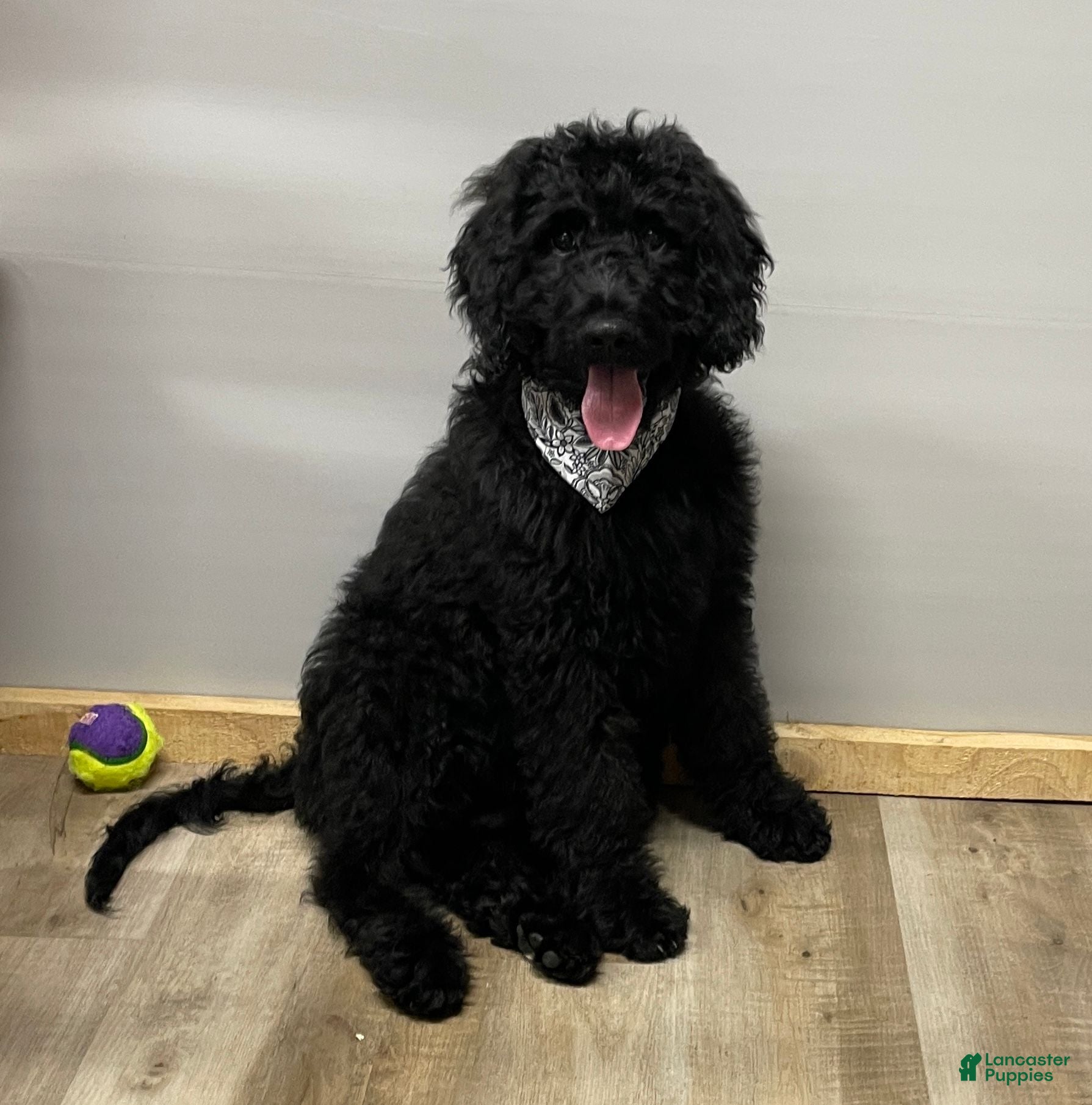 Goldendoodle dogs Chloe - Ad 2