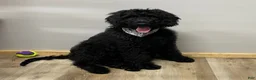 Goldendoodle dogs for sale: Chloe - Ad 2