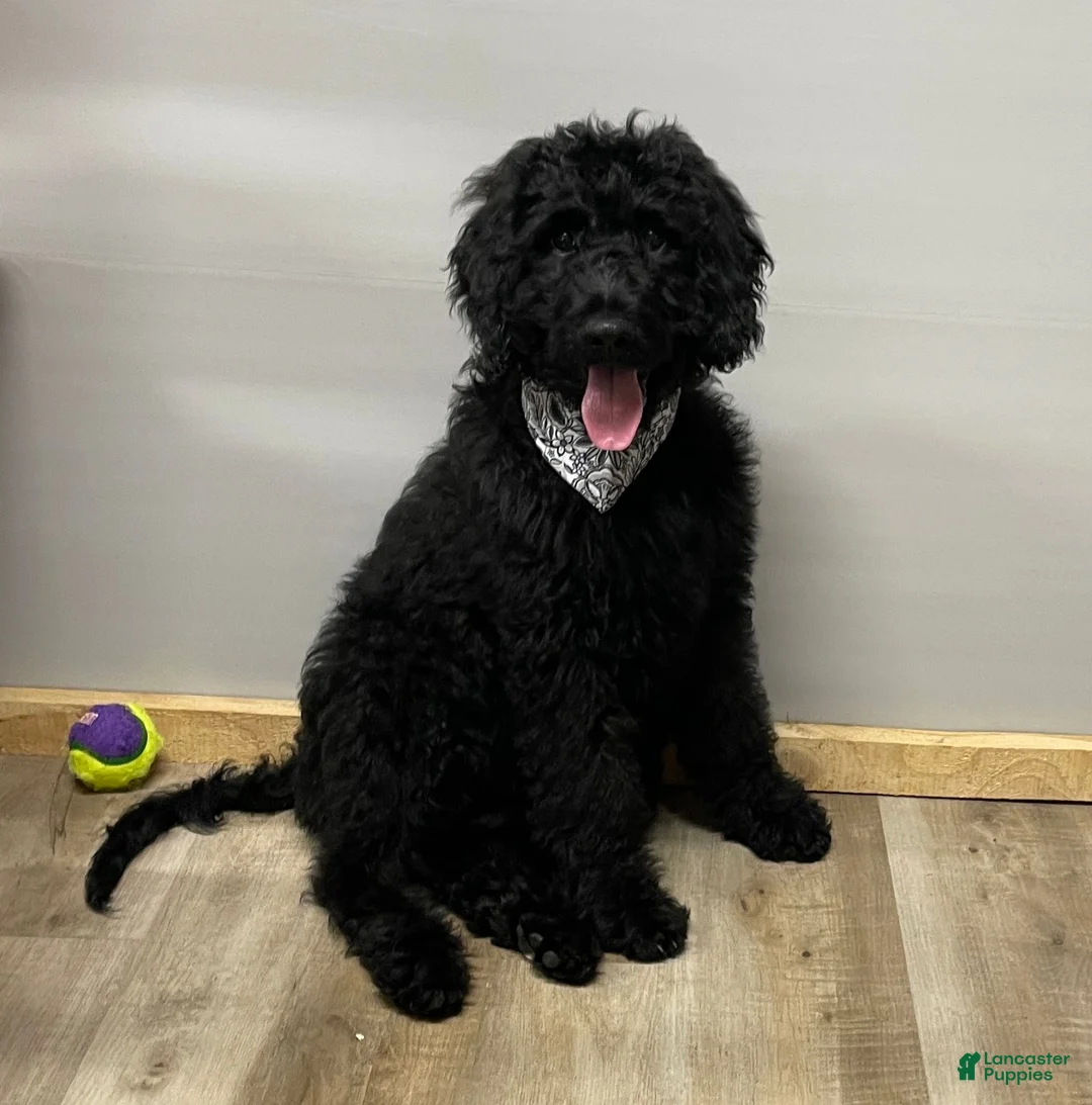 Goldendoodle dogs for sale: Chloe - Ad 2