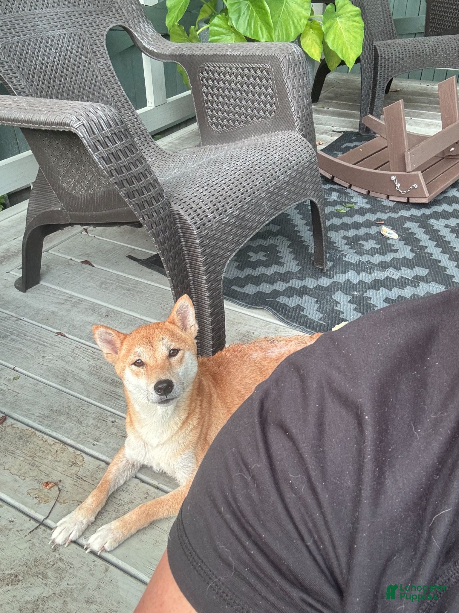 Shiba Inu dogs Tito - Ad 2