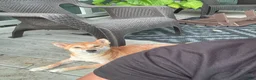 Shiba Inu dogs for sale: Tito - Ad 5