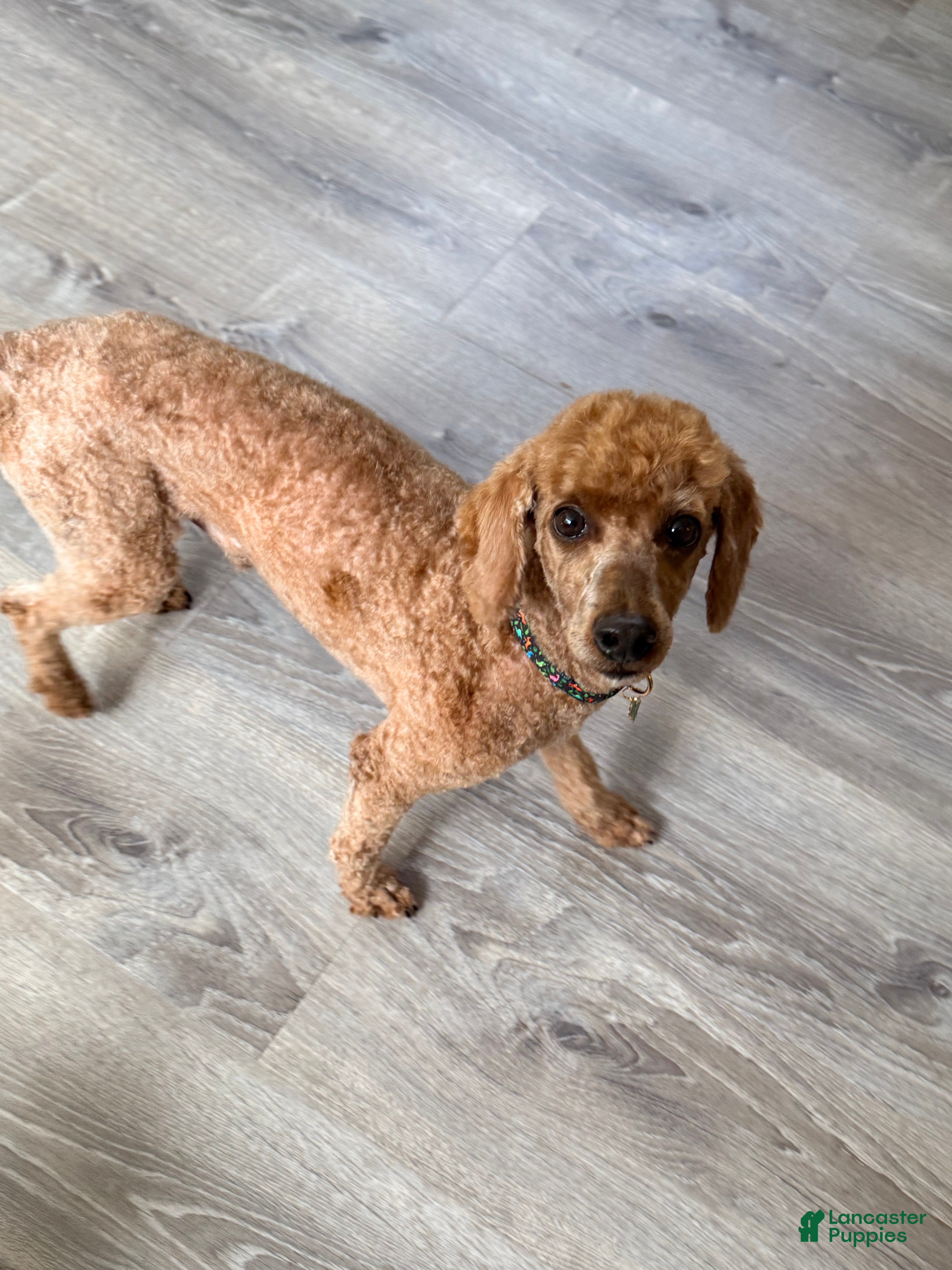 Toy Poodle dogs Toy Poodle 1 - Ad 33