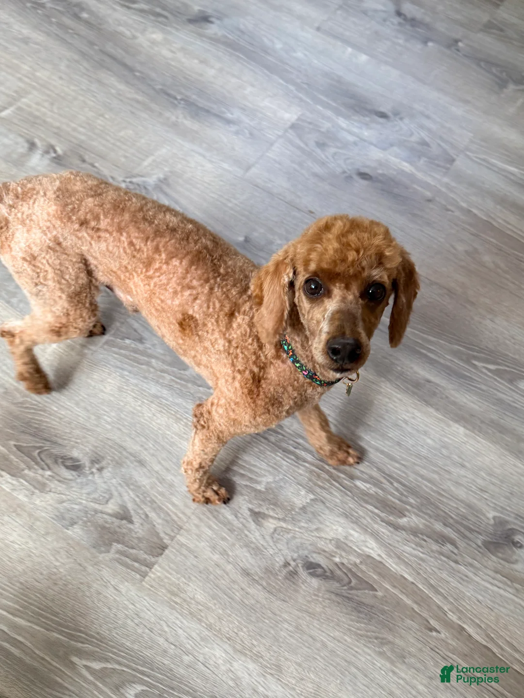 Toy Poodle dogs for sale: Toy Poodle 1 - Ad 1