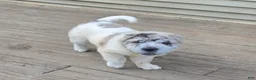 Shar Pei dogs for sale: Nova merle flower bear  - Ad 5