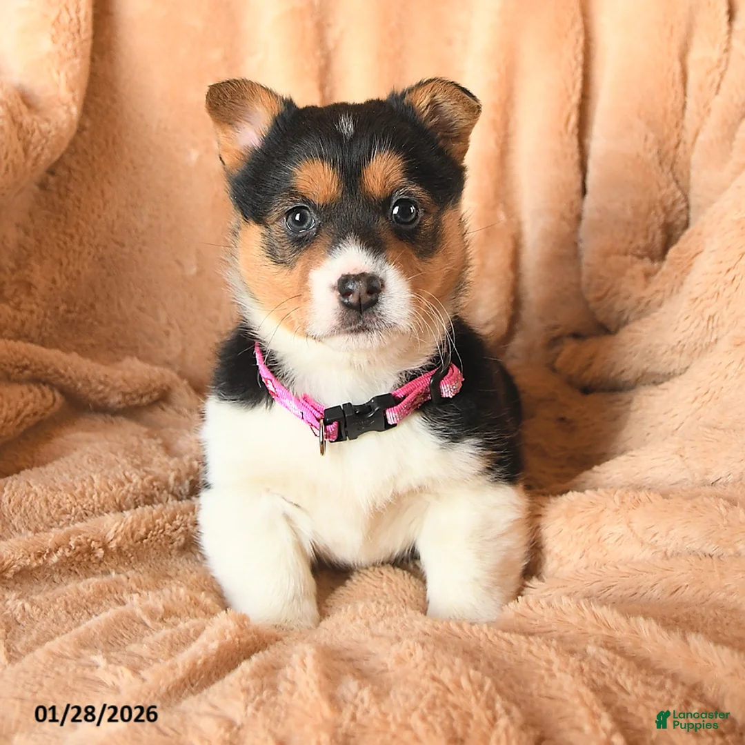 Welsh Corgi Pembroke dogs for sale: Duchess - Ad 3