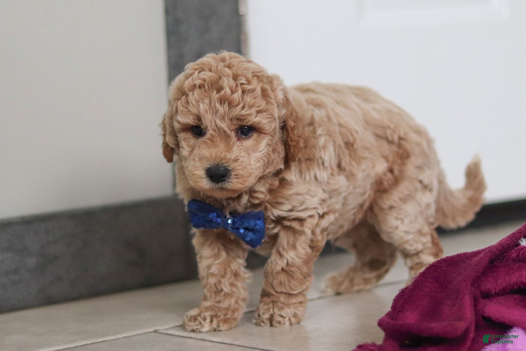 Mini Goldendoodle dogs for sale: Howie - Ad 7