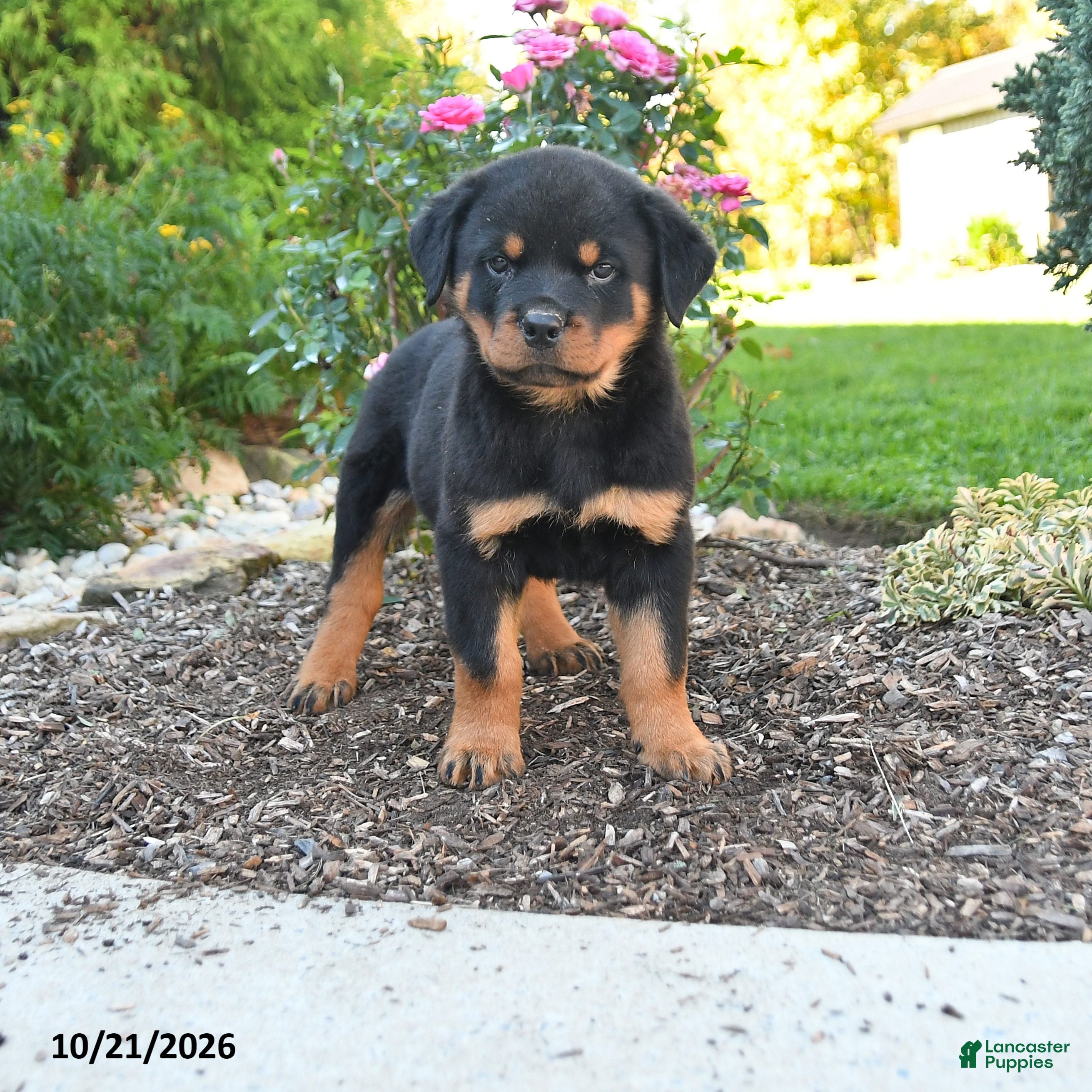 Rottweiler dogs Theo - Ad 1