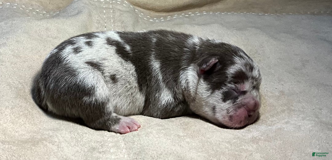 French Bulldog dogs for sale: Arrow - Ad 32