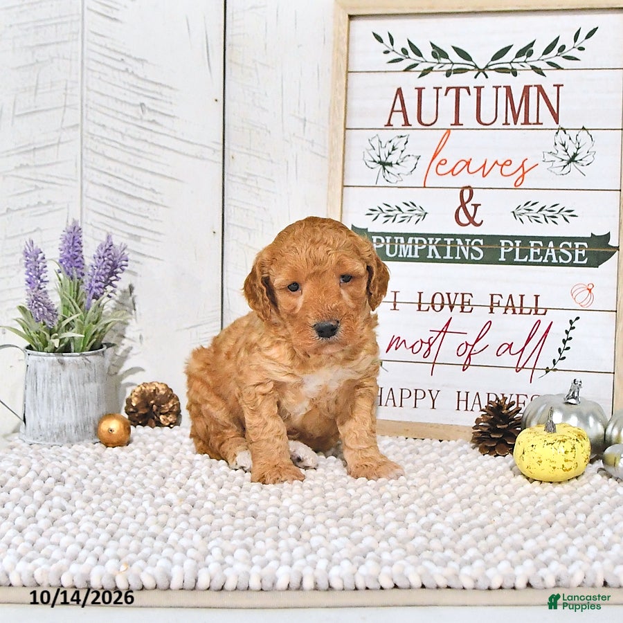 Mini Goldendoodle dogs for sale: Teddy - Ad 2