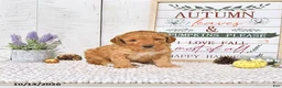 Mini Goldendoodle dogs for sale: Teddy - Ad 2