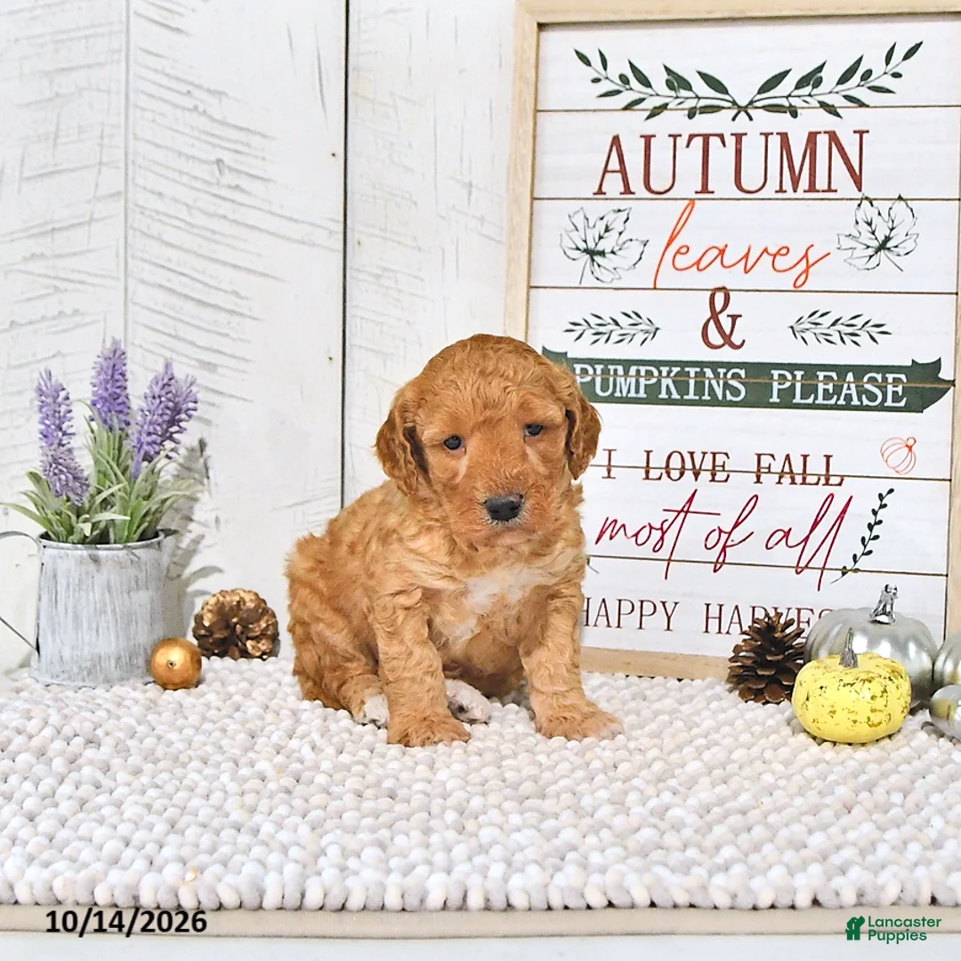Mini Goldendoodle dogs for sale: Teddy - Ad 2