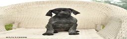 German Shorthaired Pointer dogs for sale: Dahlia - Ad 4