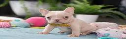French Bulldog dogs for sale: Jared - Ad 8
