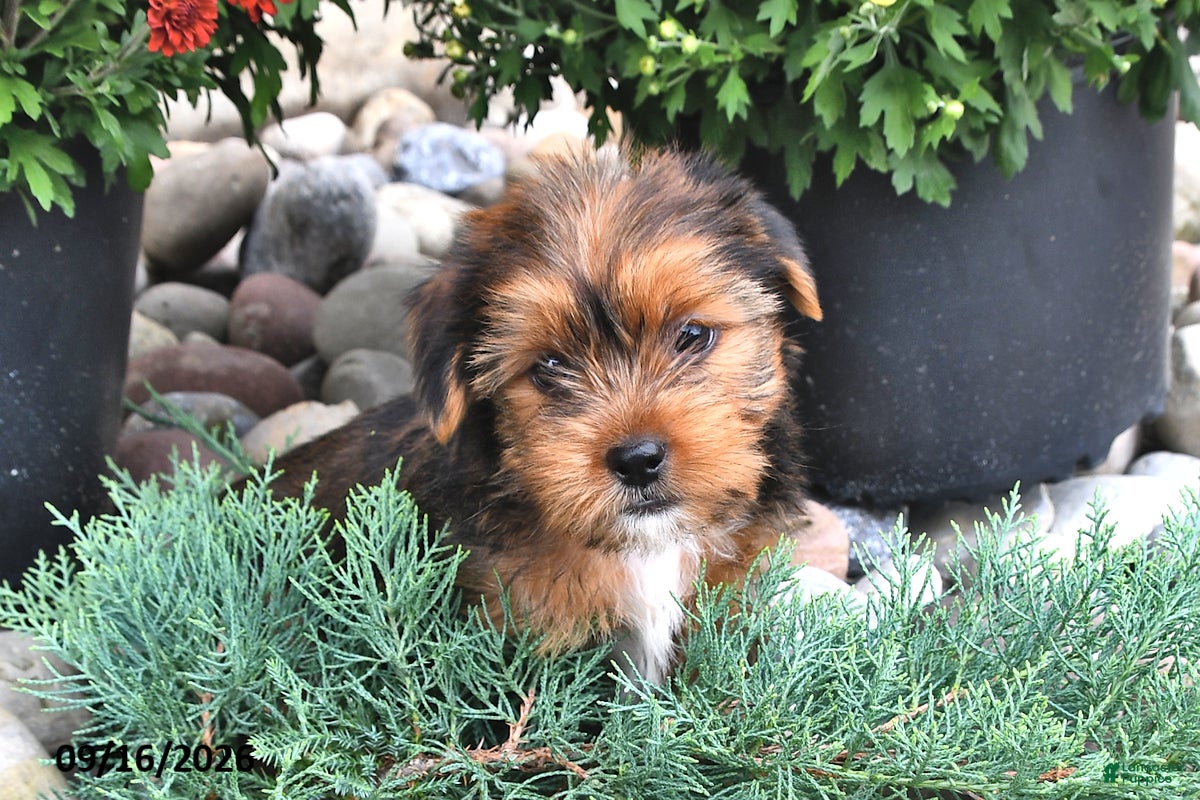 Shorkie dogs Billy - Ad 2