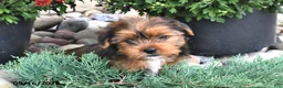 Shorkie dogs for sale: Billy - Ad 2
