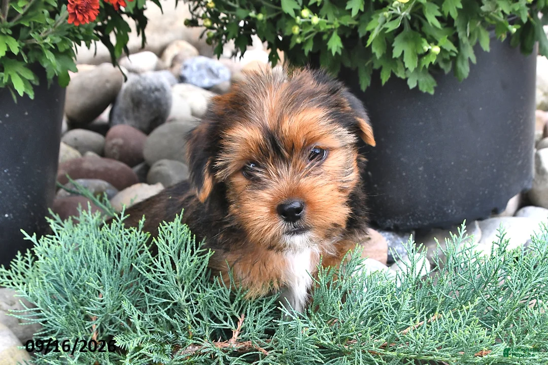 Shorkie dogs for sale: Billy - Ad 2