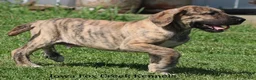 Great Dane dogs for sale: Murphy - Ad 9