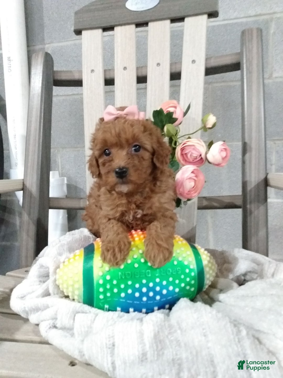 Gallery Image {{count}}