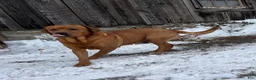 Labrador Retriever dogs for sale: Milo - Ad 3