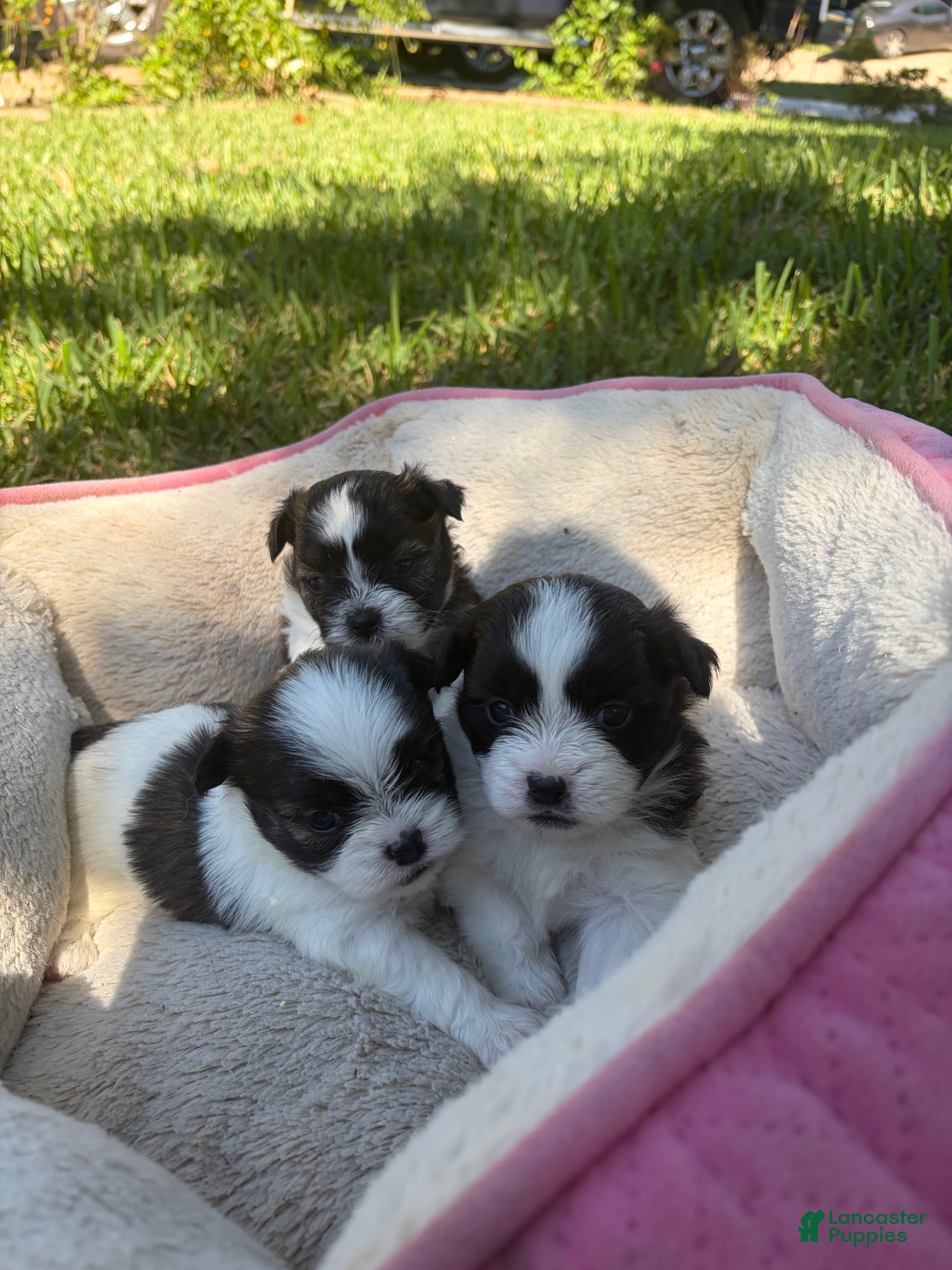 Mixed Breed dogs for sale: Mixed Breed 4 - Ad 20