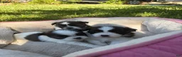 Mixed Breed dogs for sale: Mixed Breed 4 - Ad 1