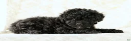 Miniature Poodle dogs for sale: Fancy - Ad 8