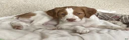 Brittany Spaniel dogs for sale: Brittany Spaniel 6 - Ad 3