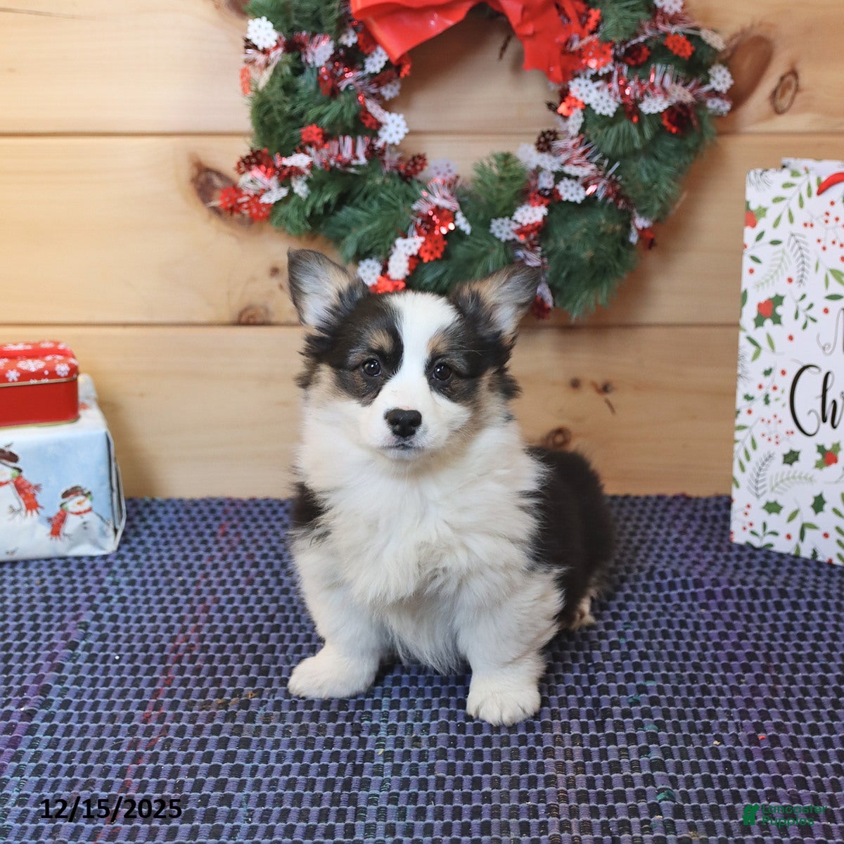 Welsh Corgi Pembroke dogs Heather - Ad 17