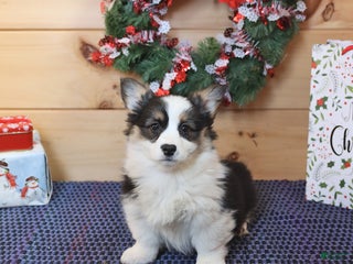 Welsh Corgi Pembroke dogs Heather - Ad 35