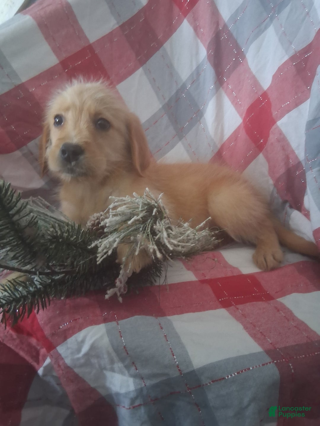 Labradoodle dogs for sale: Labradoodle Puppy 3 - Ad 4