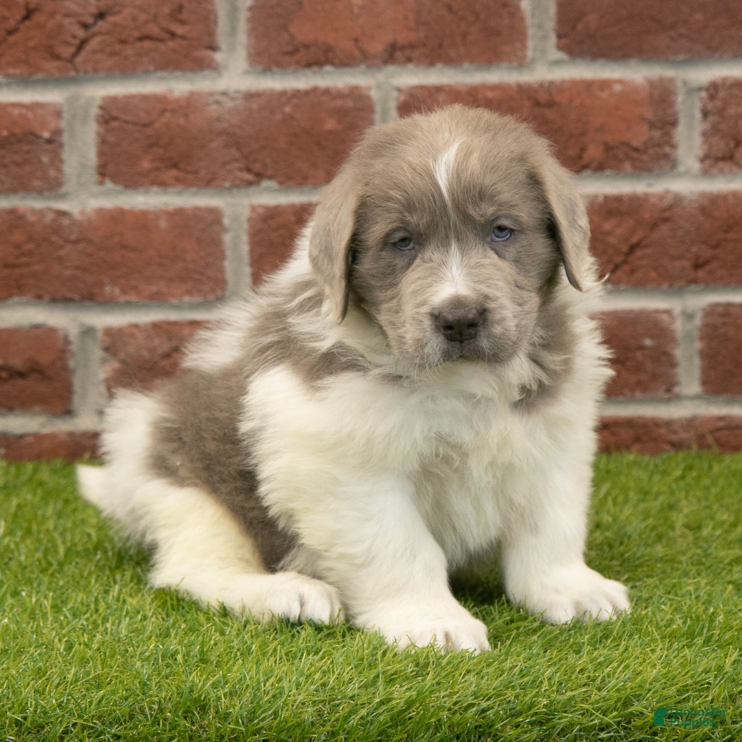 Newfoundland dogs for sale: Dexter - Ad 2