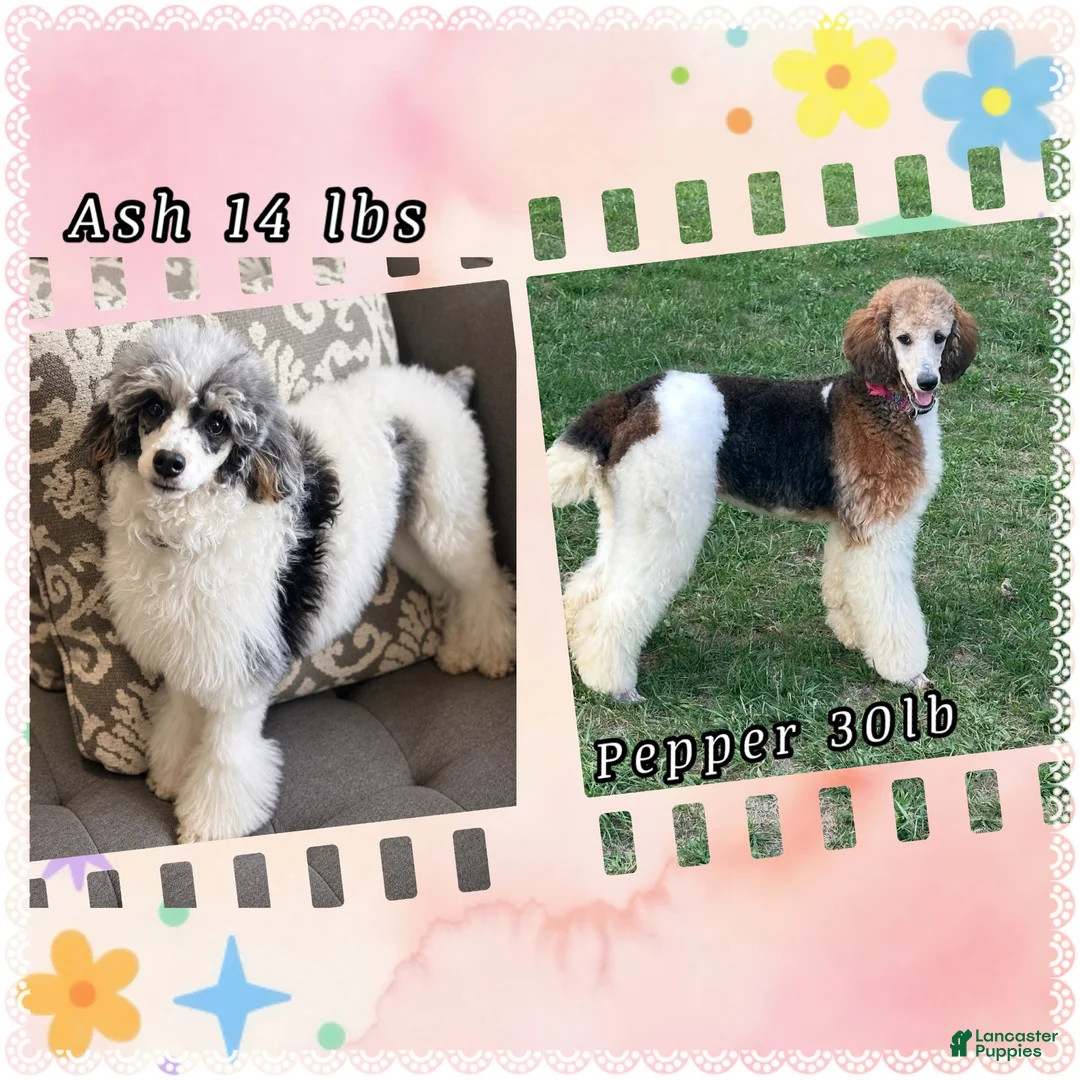 Mixed Breed dogs for sale: Armani - Ad 10