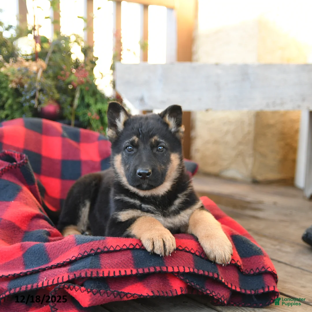 German Shepherd dogs for sale: Malerie - Ad 7
