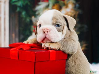 English Bulldog dogs English Bulldog Puppy 4 - Ad 39