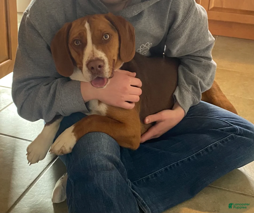 Mixed Breed dogs for sale: Alfie - Ad 3