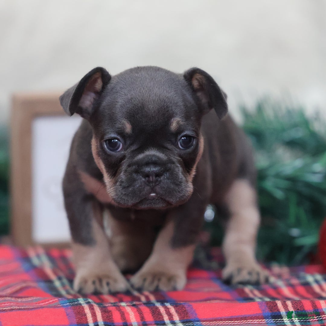 French Bulldog dogs for sale: Ashley  - Ad 4