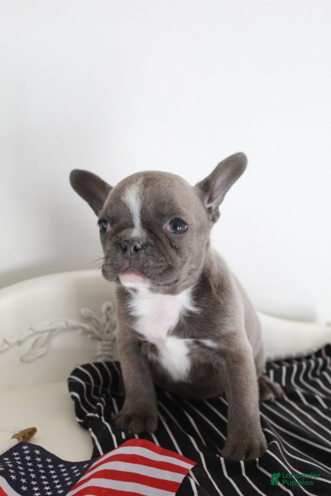 Frenchton dogs for sale: Bella  - Ad 12